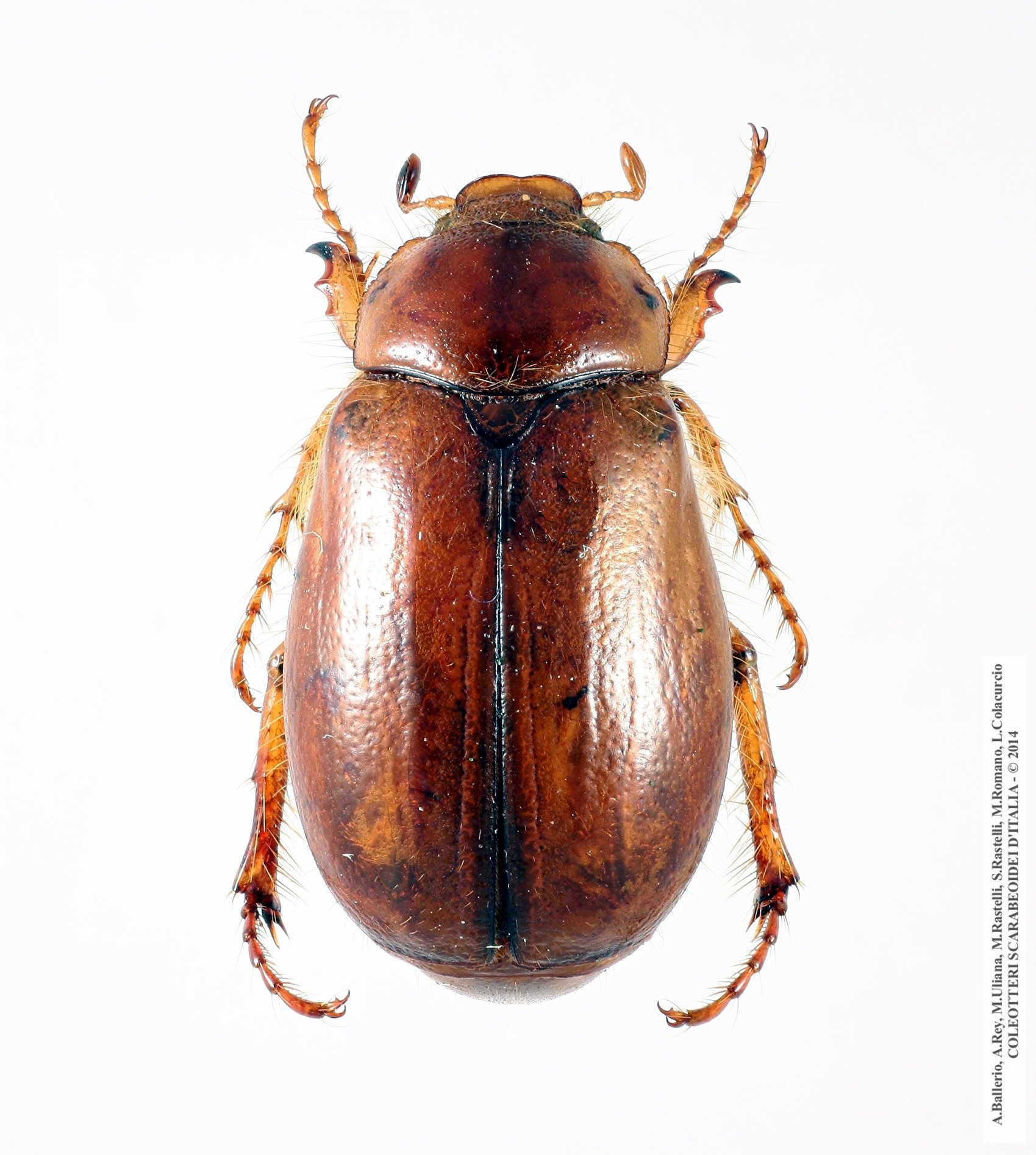 Aesalus scarabaeoides scarabaeoides, maschio